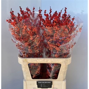 Ilex Ve Winter Gold