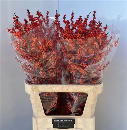 <h4>Ilex Ve Winter Gold</h4>