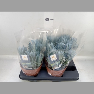 Curio ficoides 'Stelvio'