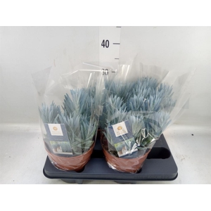 Curio ficoides 'Stelvio'