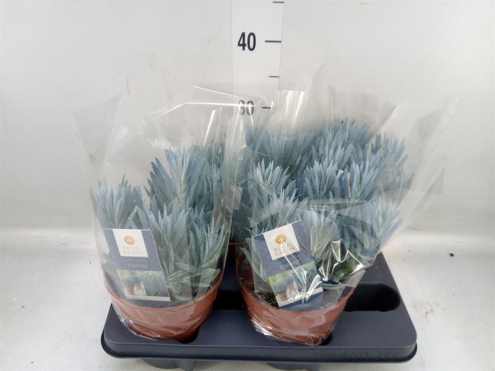 <h4>Curio ficoides 'Stelvio'</h4>