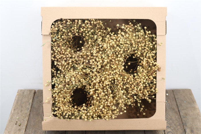 <h4>Wr Vlas 20cm Natural</h4>