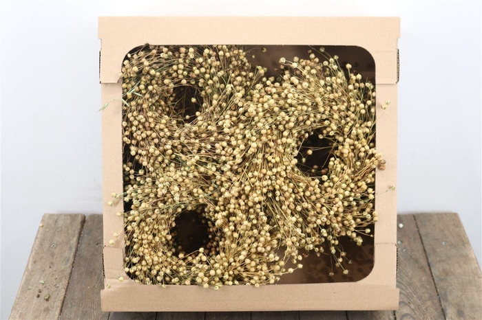 <h4>Wr Vlas 20cm Natural</h4>