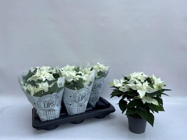 <h4>EUPHOR P PRINCETTIA WHITE P14</h4>