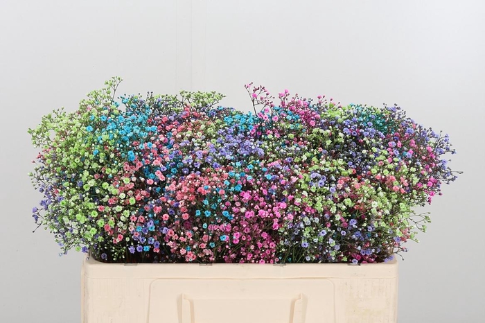 <h4>Gyps Painted Mix</h4>