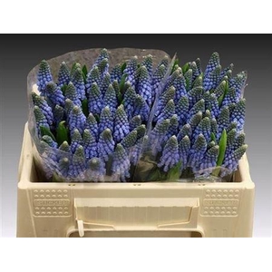 Muscari Carola
