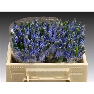 Muscari Carola