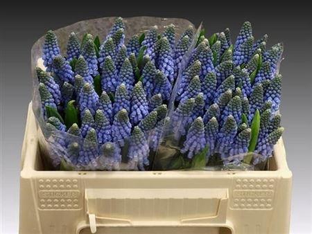 Muscari Carola