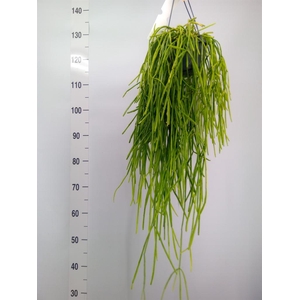 Rhipsalis   ...