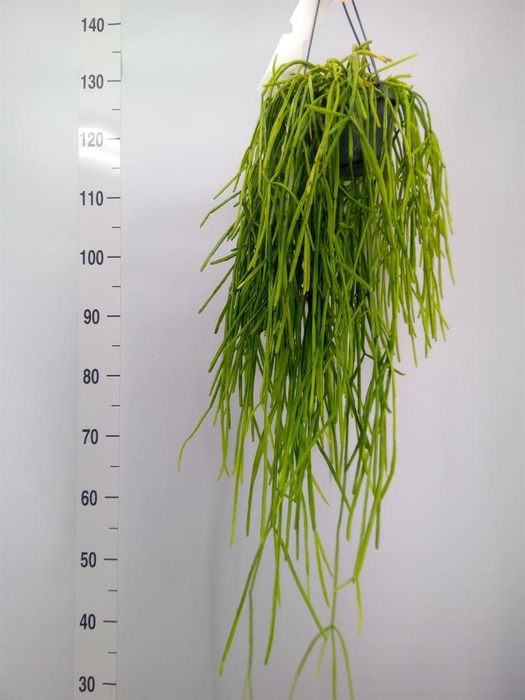 <h4>Rhipsalis   ...</h4>