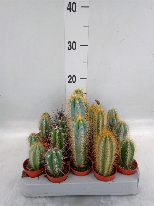 <h4>Cactus   ...mix</h4>