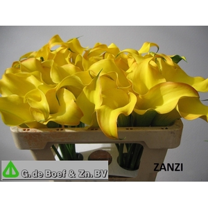 ZANT OV