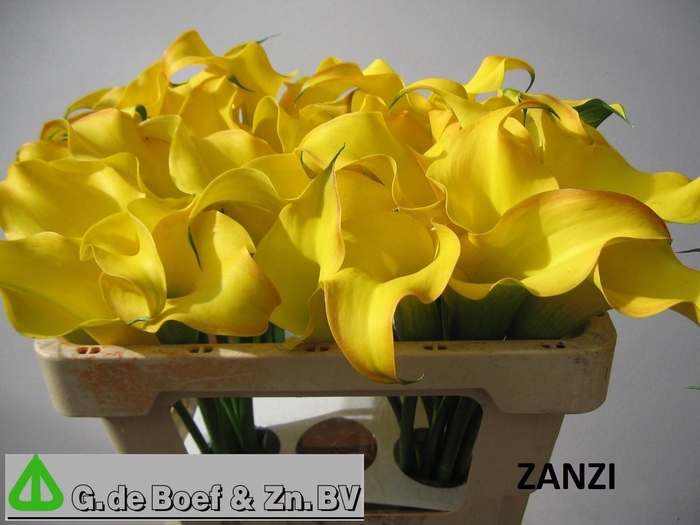 <h4>ZANT OV</h4>