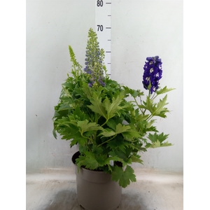 Delphinium   ...