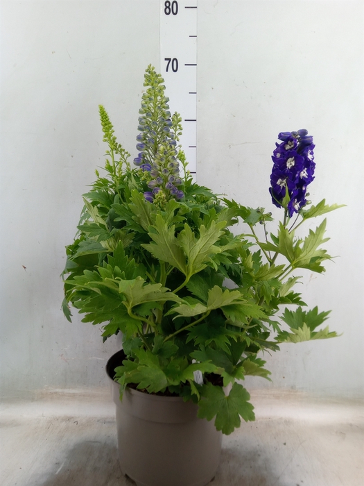 <h4>Delphinium   ...</h4>