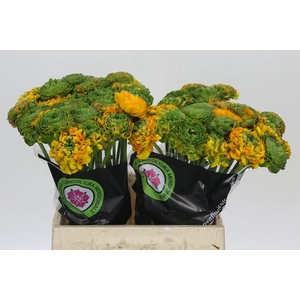 Ranunculus Clooney Pon Pon Merlino