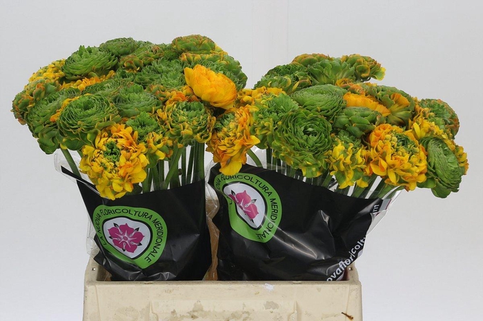 <h4>Ranunculus Clooney Pon Pon Merlino</h4>