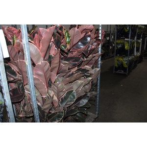 FICUS ELASTICA RUBY P23 MIN 3 HT