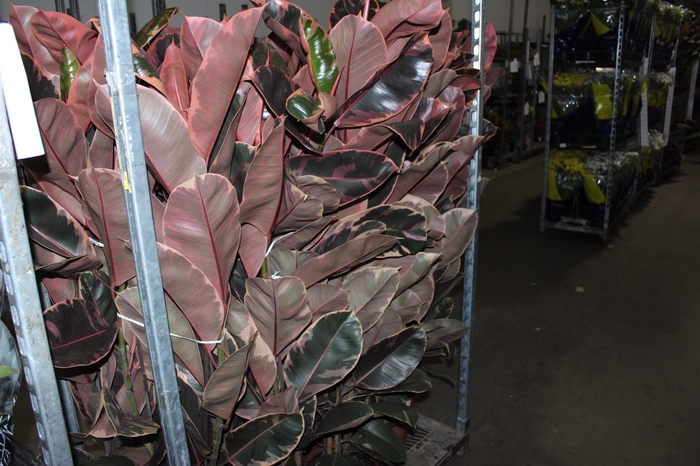 <h4>FICUS ELASTICA RUBY P23 MIN 3 HT</h4>