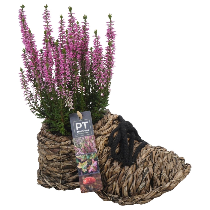 <h4>Arr.   Tuinplanten L%</h4>