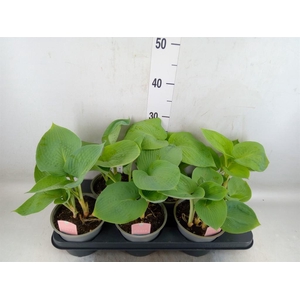 Hosta sieboldiana 'Elegans'