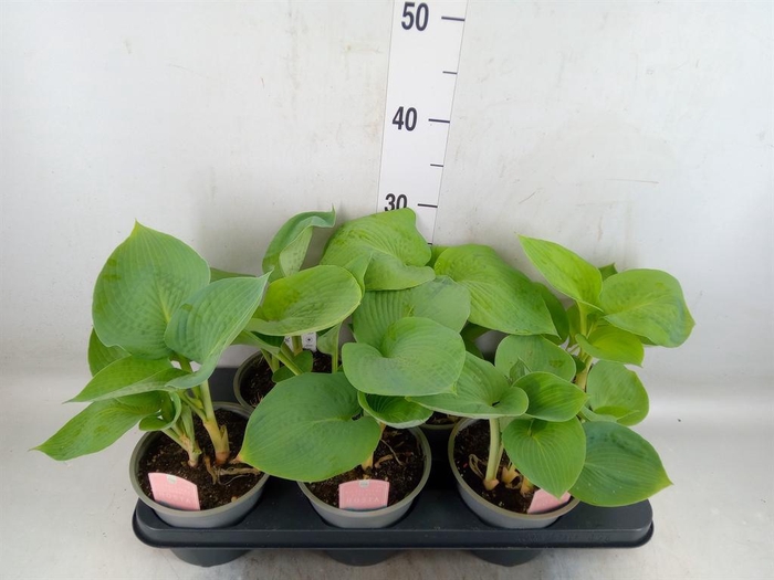 <h4>Hosta sieboldiana 'Elegans'</h4>