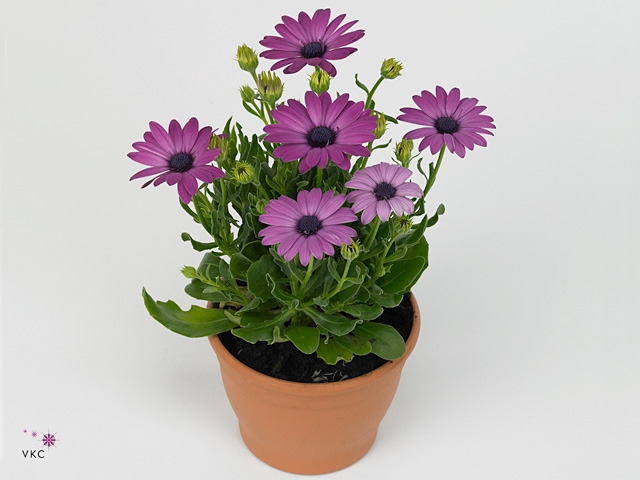 OSTEO MA DARK PINK