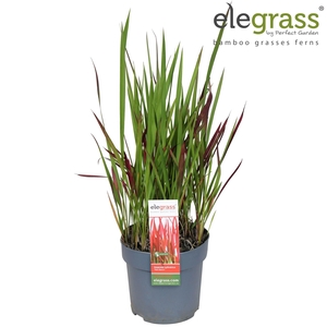 Imperata cylindrica 'Red Baron'