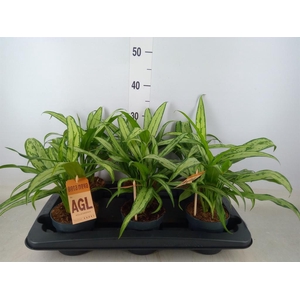 Aglaonema  'Cutlass'