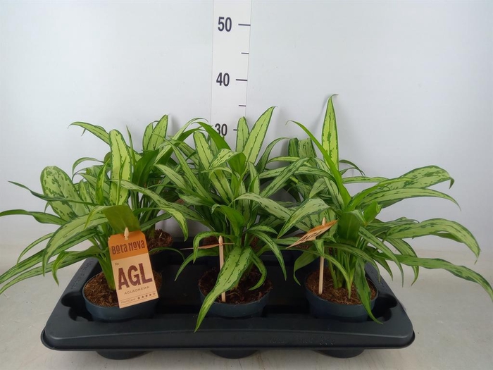 <h4>Aglaonema  'Cutlass'</h4>