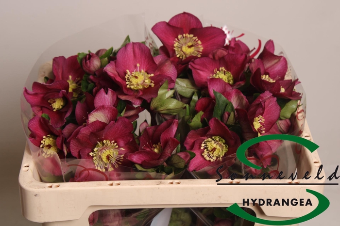 <h4>HELL AAR SARA RED</h4>