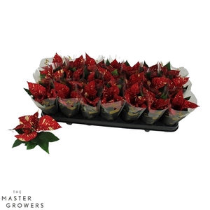 Poinsettia Superba Glitter 6cm Met Hoes