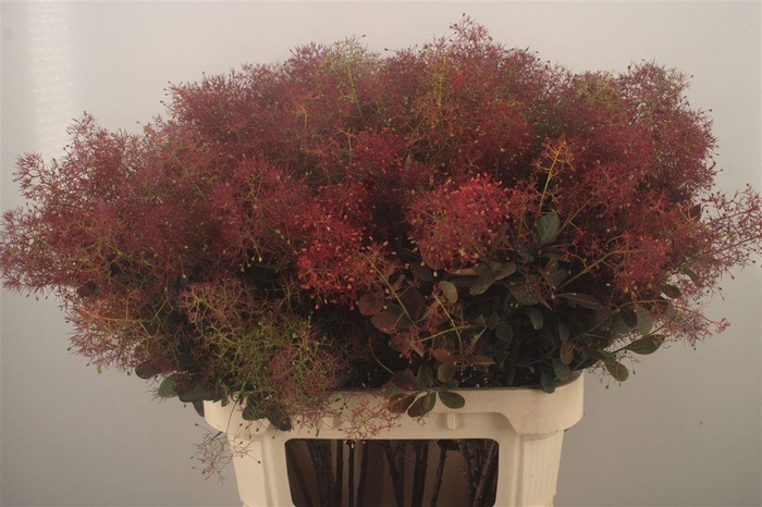 <h4>Coti C Mag Red Fount</h4>