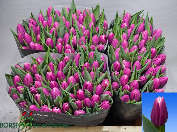 <h4>TU EN ANGELS SHARE</h4>