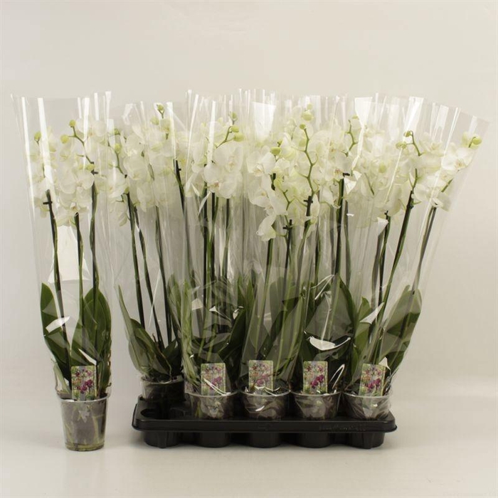 <h4>PHAL OV WIT</h4>