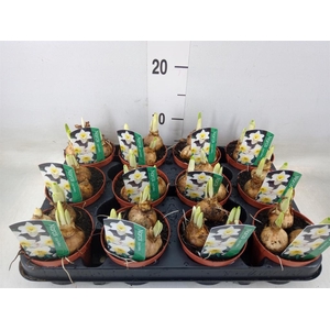 Narcissus LC 'Ice Follies'