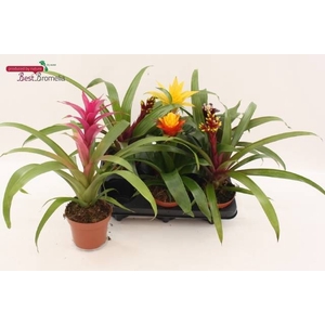 BROMELIA GEM