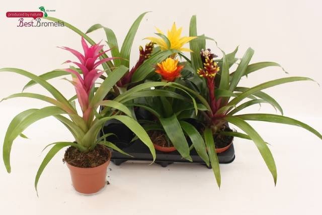 <h4>BROMELIA GEM</h4>