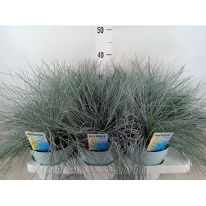 Festuca glauca 'Intens Blue'