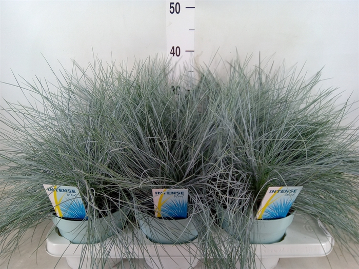 <h4>Festuca glauca 'Intens Blue'</h4>