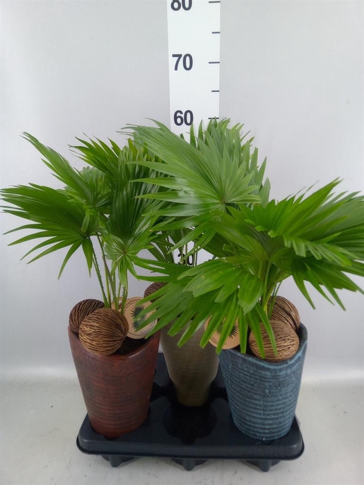 <h4>Livistona rotundifolia</h4>