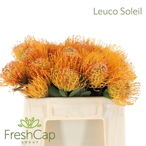 Leuco Soleil