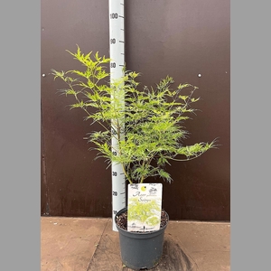 ACER PA SEIRYU