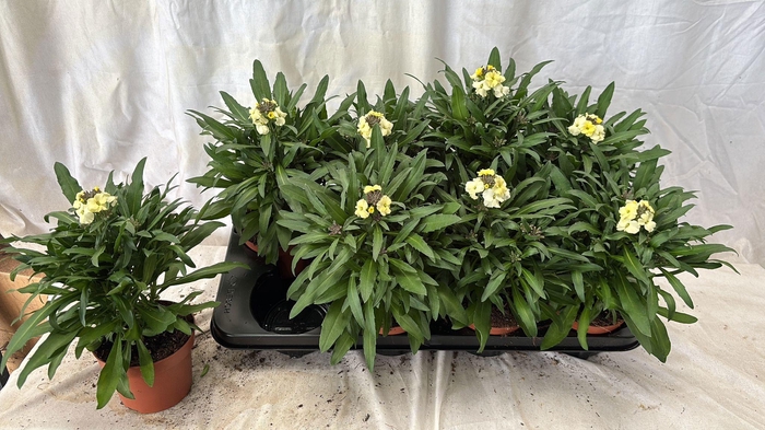 <h4>ERYS LEY LEMON GLOW</h4>