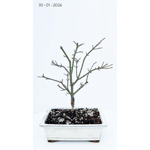 Acer palmatum shaina, pot 26cm.