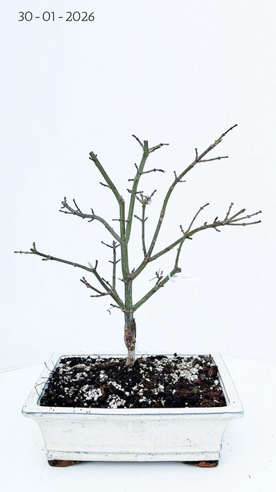 <h4>Acer palmatum shaina, pot 26cm.</h4>