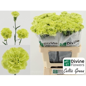 Dianthus ST 'Celtic Green'