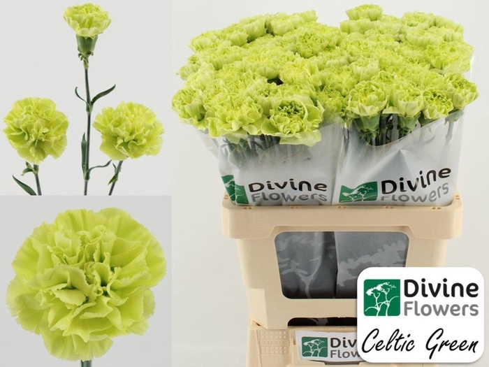 <h4>Dianthus ST 'Celtic Green'</h4>