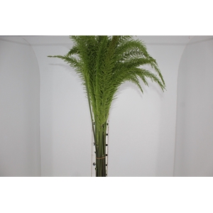 FOLHAGEM PLUMA VERDE
