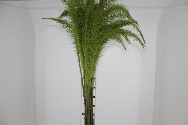 <h4>FOLHAGEM PLUMA VERDE</h4>